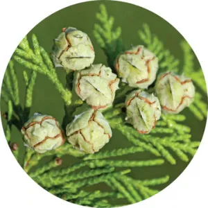 Cedar White Essential Oil - Living Libations