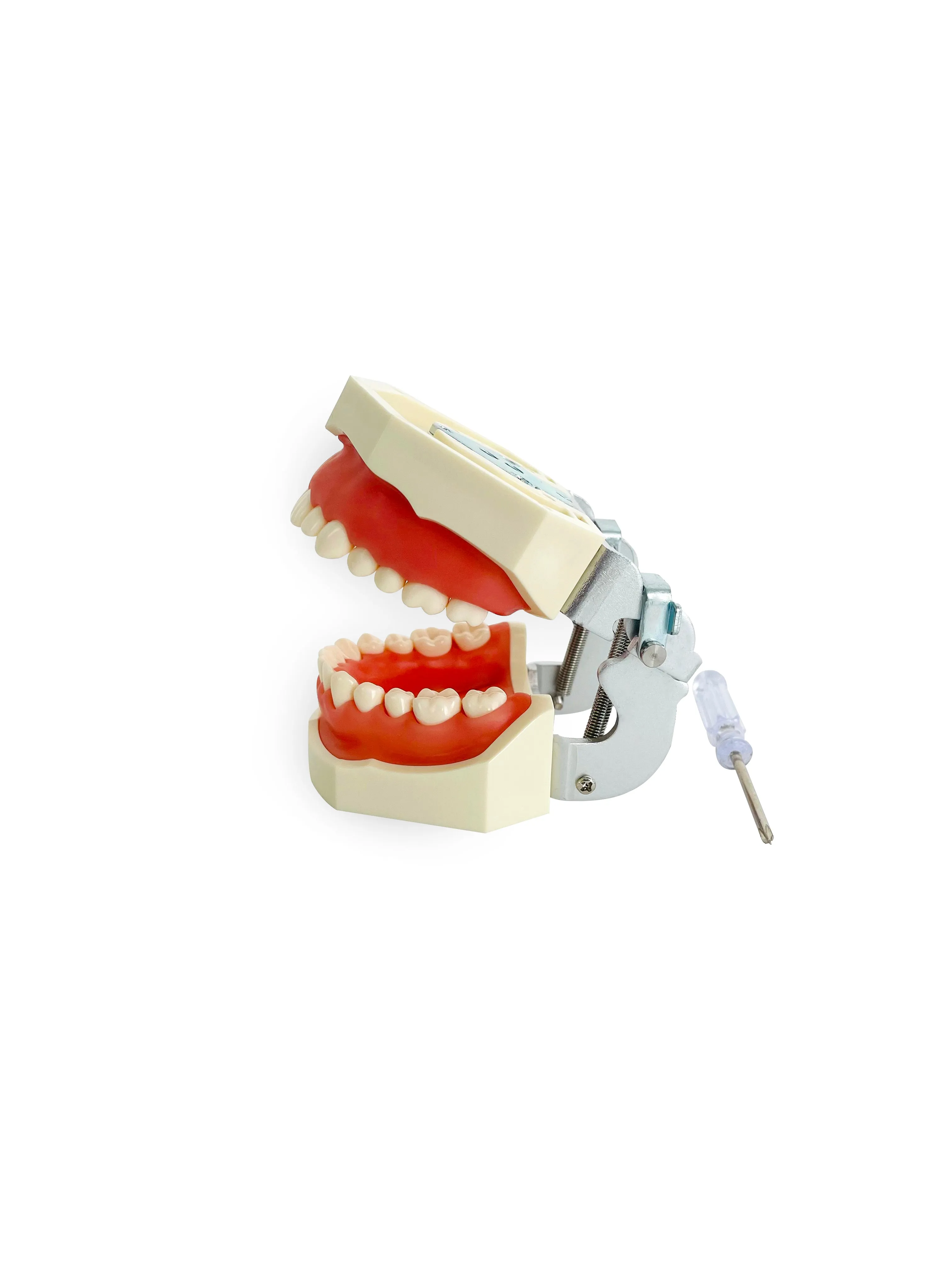 Dental Teeth Practice Model